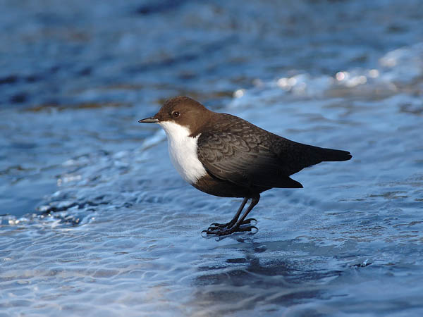 Koskikara, White-throated Dipper, Cinclus cinclus